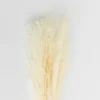New Feather Pampas White Dried Flowers