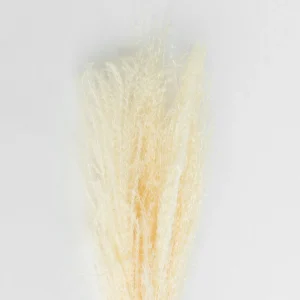 New Feather Pampas White Dried Flowers