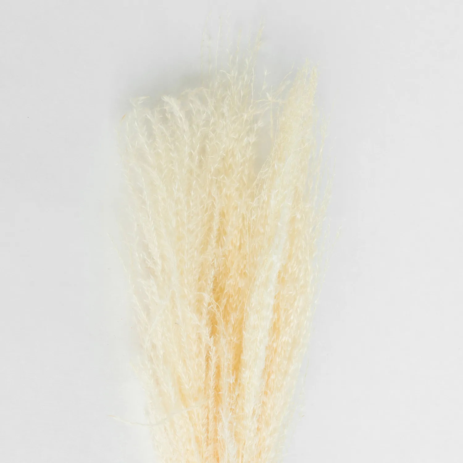feather_pampas_white_0.webp New Feather Pampas White Dried Flowers