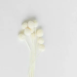 Shop Golden Ball White Dried Flowers