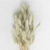 Clearance Lagurus Ash Dried Flowers