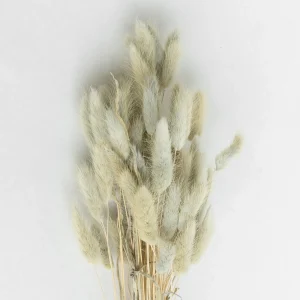 Clearance Lagurus Ash Dried Flowers