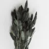 Shop Lagurus Black Dried Flowers