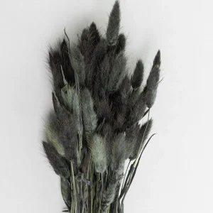 Shop Lagurus Black Dried Flowers