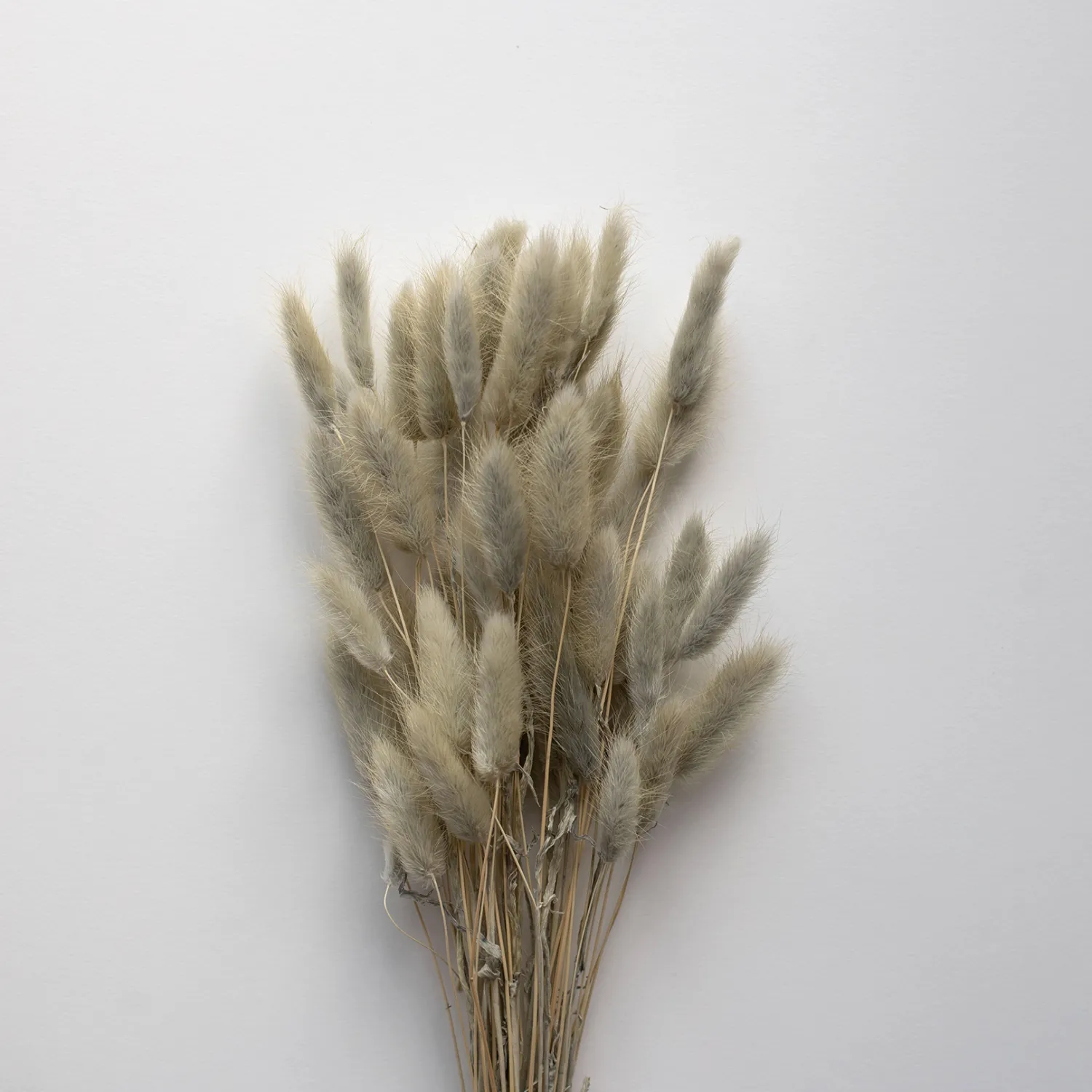 lagurus_light_grey_0.webp Best Sale Lagurus Light Grey Dried Flowers