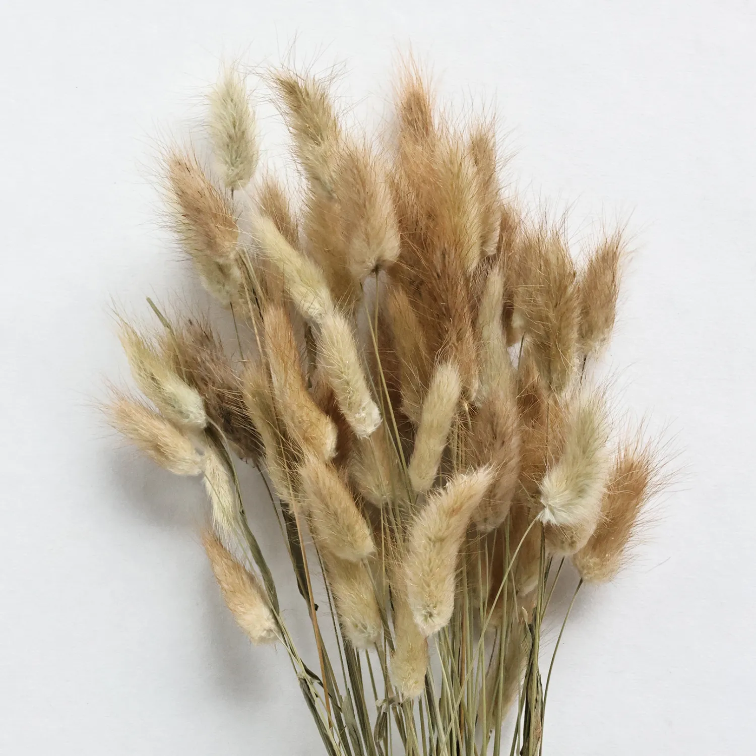 lagurus_natural_0.webp Shop Lagurus Natural Dried Flowers