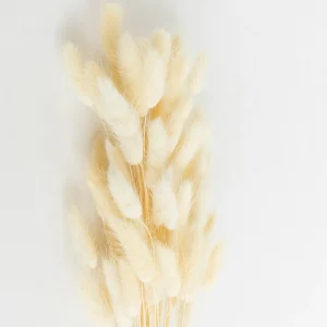 Best Sale Lagurus White Dried Flowers
