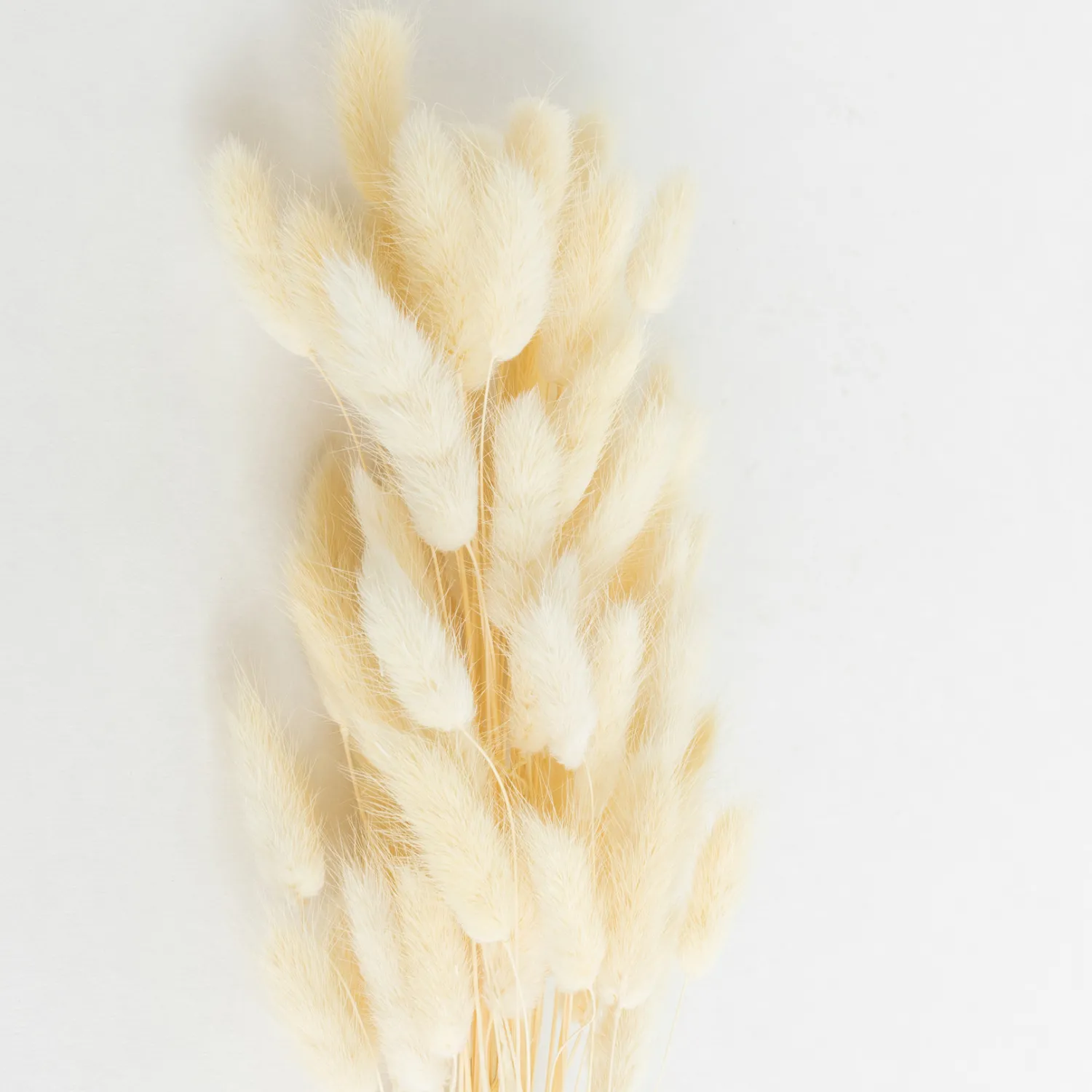lagurus_white_0.webp Best Sale Lagurus White Dried Flowers