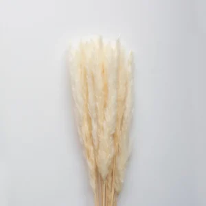 Clearance Pampas White Dried Flowers