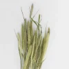 Hot Setaria Nature Dried Flowers
