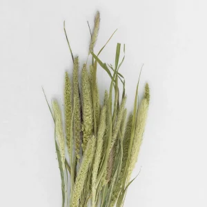 Hot Setaria Nature Dried Flowers