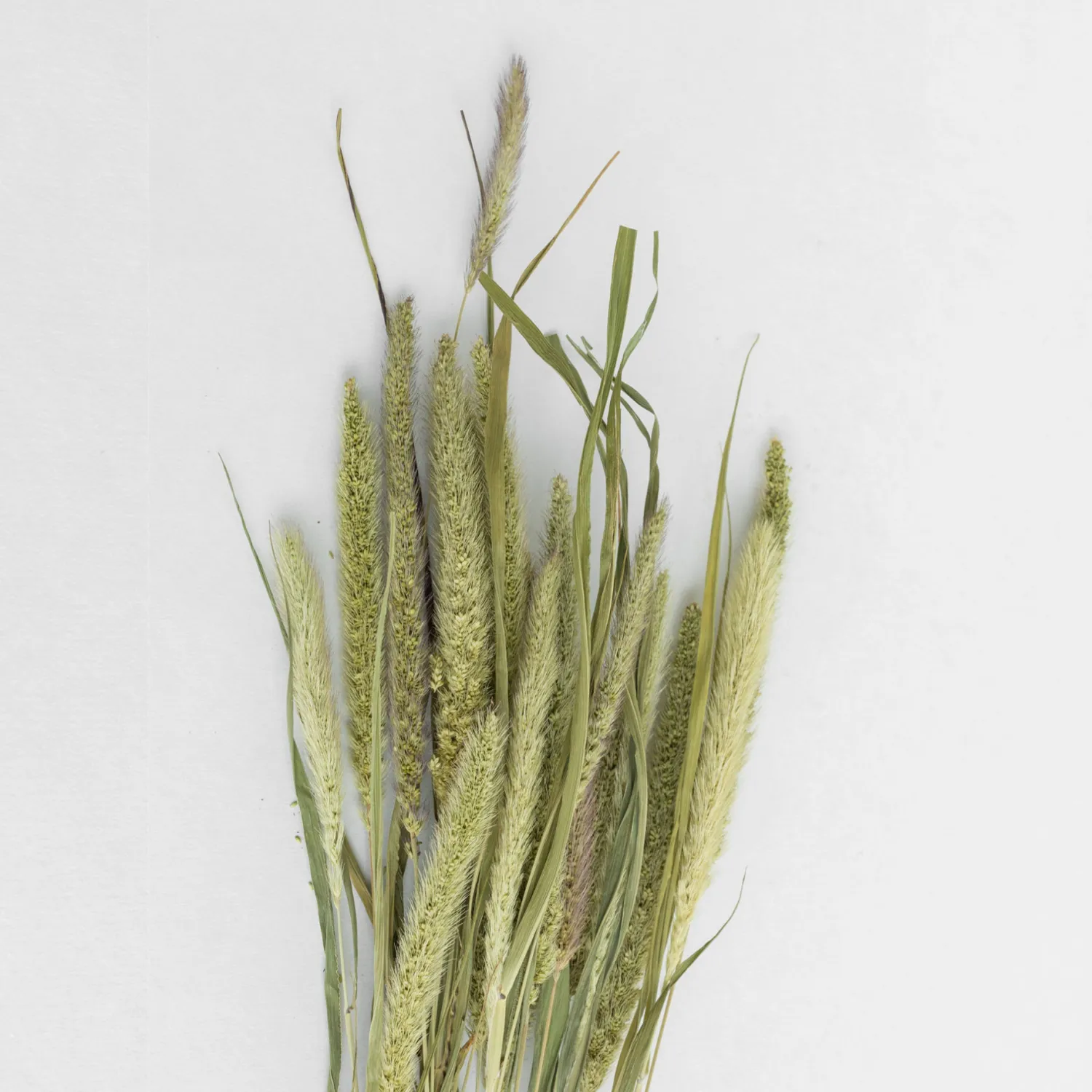 setaria_nature_0.webp Hot Setaria Nature Dried Flowers
